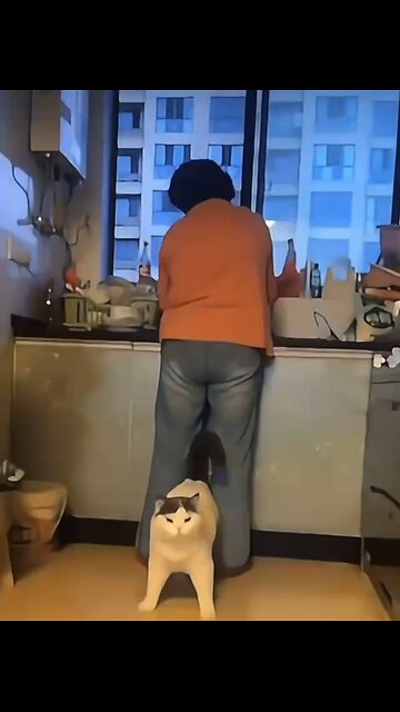 Love All Life Always #313 - Cats: Alert, Protective, Fearless, Empathetic & Great Companions 🥰