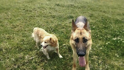 Copo & Mayia Lovely Dogs