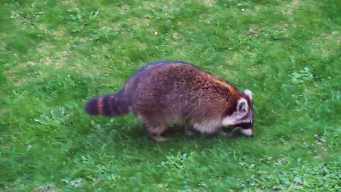 Big Raccoon Roaming in the Backyard