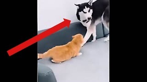 🤣Pet TikTok's/Pets Making Us Laugh Out Loud!