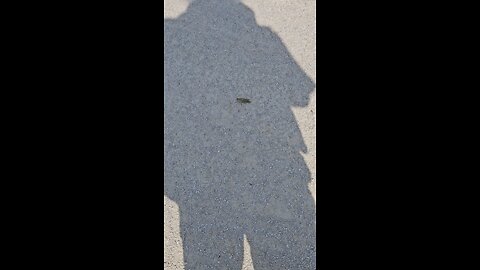 Grasshopper