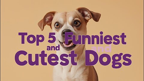 Top 5 Cutest and Funniest Dogs