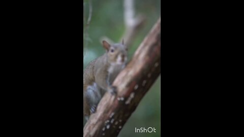 enjoy squirrel 🐿️🐿️