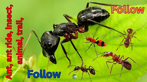 Ant, ant ride, insect, animal, trail,