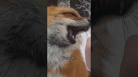 Fox core. 🦊🦊