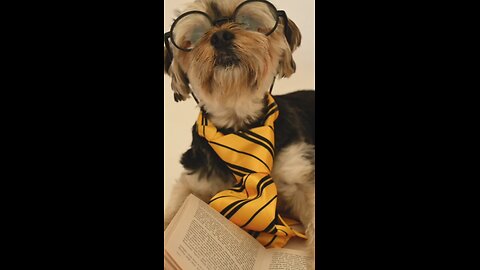 "Smarty Dog Reading a Book""Brains, bones, and books 🐶📖💡 This dog is clearly smarter than most hu