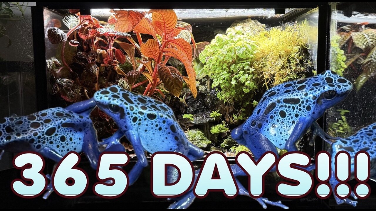 365 Day Indoor Ecosystem Simulation!