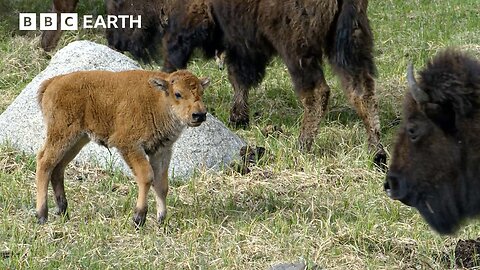 Bison Calf vs Wolf Pack: Can the Herd Save Him in Time? | BBC Earth