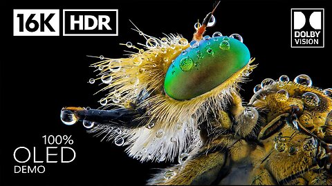 Insane Clarity in 16K HDR at 240 fps | Dolby Vision (4K/8K Video TV)