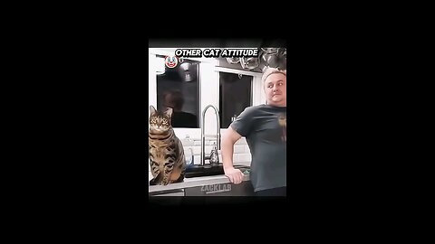 Other cat attitude vs 😈