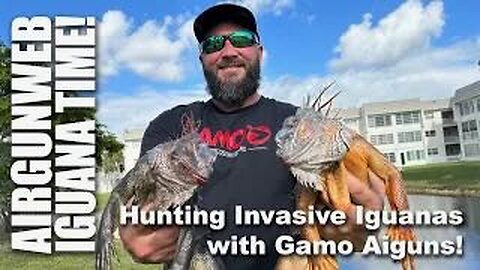 Gamo Iguana Hunt in South Florida - Hunting invasive iguanas with Gamo Airguns. This is Fun!