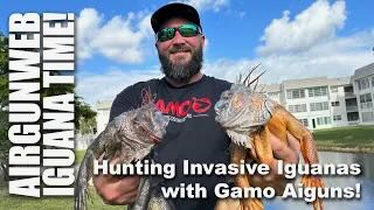 Gamo Iguana Hunt in South Florida - Hunting invasive iguanas with Gamo Airguns. This is Fun!