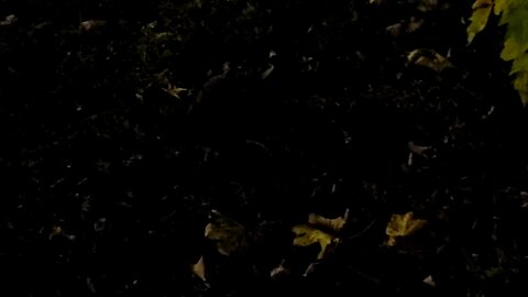 Cute little Rabbit in the night!
