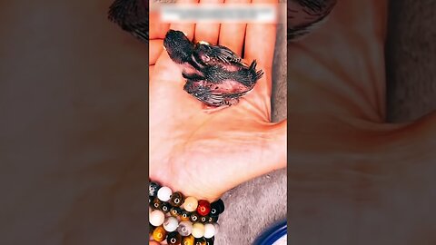 The man decided to clean the roof of the dry leaves and found a abandoned chick