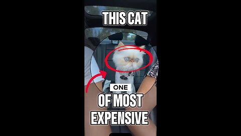 Persian cat #cat #expensivecat #catlover