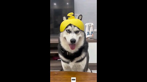 Funny Animal Videos: Cute Animals Being Absolutely Hilarious in 2024