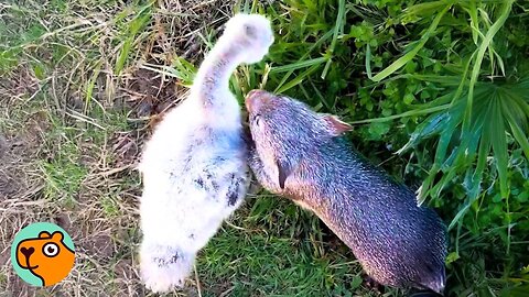 Wombat And Swan Became Best Friends. No One Expected This | Cuddle Buddies