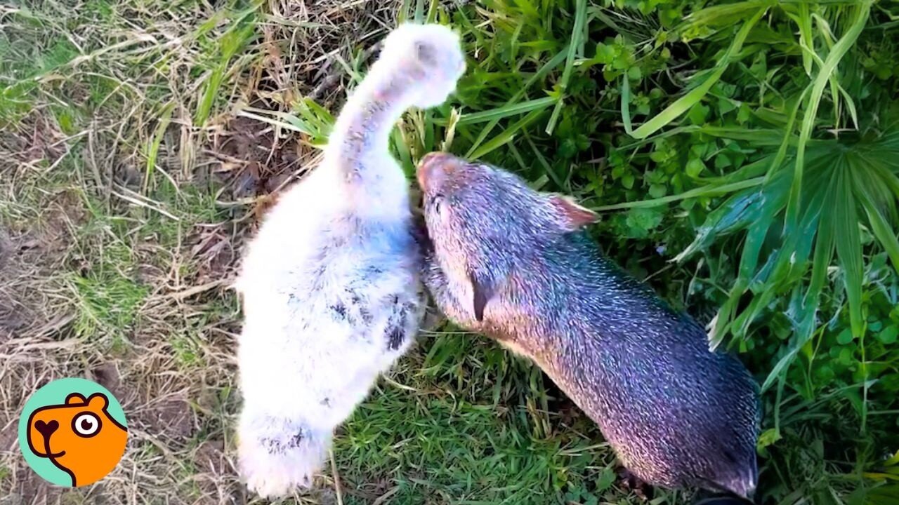 Wombat And Swan Became Best Friends. No One Expected This | Cuddle Buddies