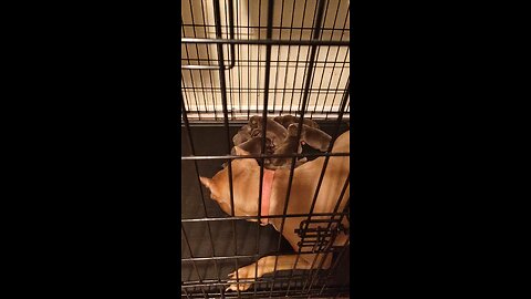 Azu the blue bully dogl is a father again