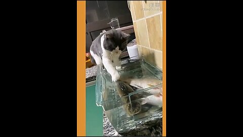 Unlimited Laughs: Funny Cat Videos with All the Drama