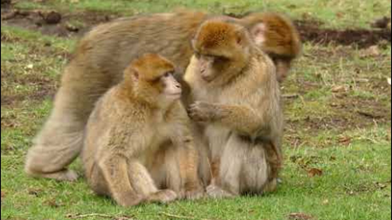 monkey | monkey funny video |