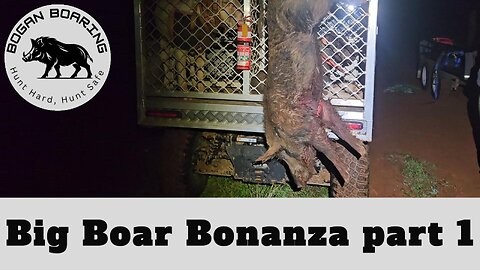 Big Boar Bonanza Part 1