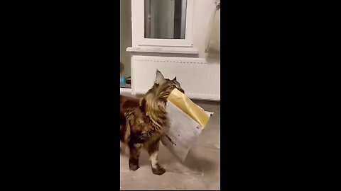 Cats are very cheerful animals!