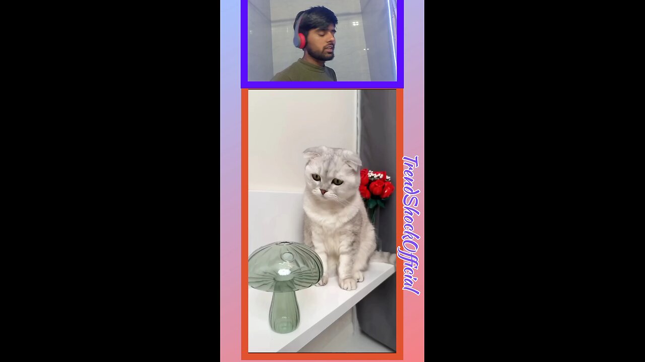 "Lady Reacts to Hilarious Cat Fails – Try Not to Laugh!"