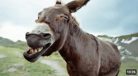 Funniest DONKEY Videos To Make You LAUGH! FUNNY ANIMALS 2025