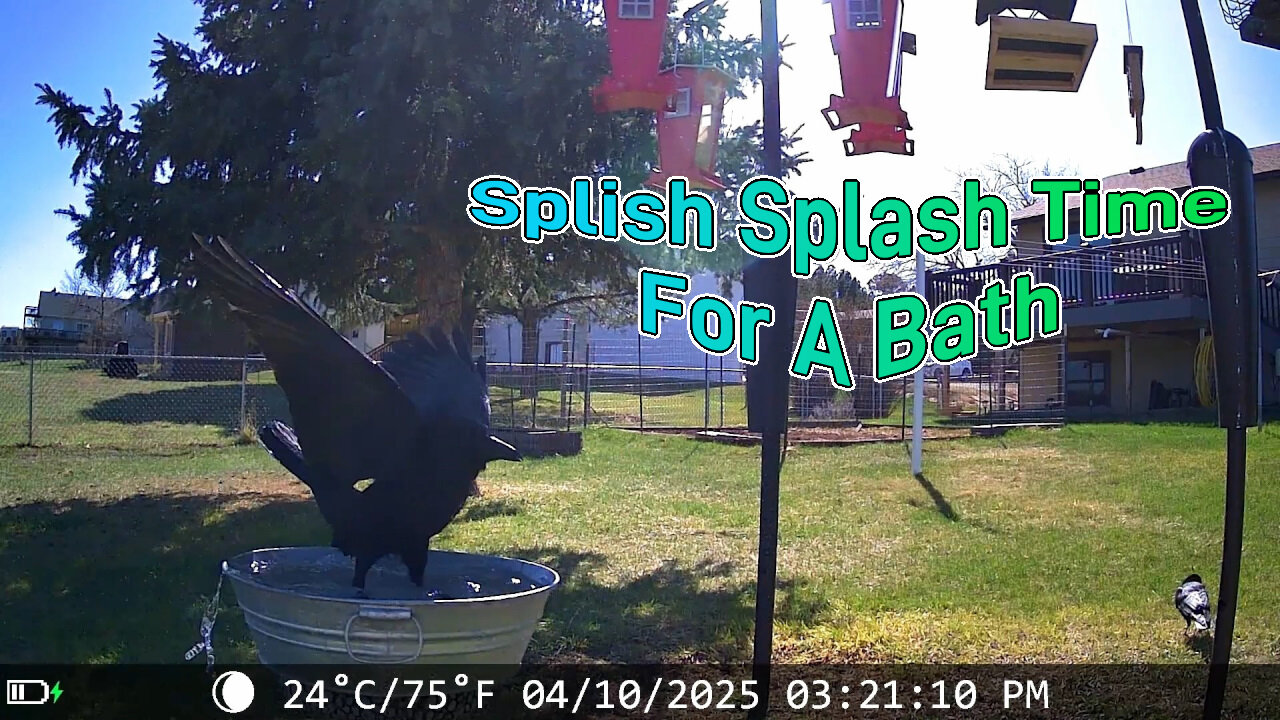 Splish Splash