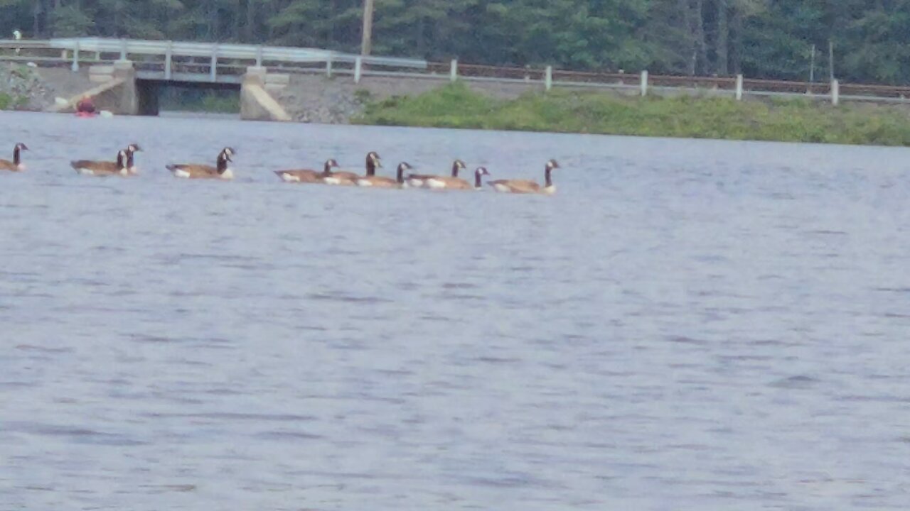 Canadian geese