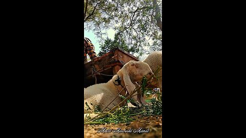 Friends Hidden Secret Behind Bakra Eid Status