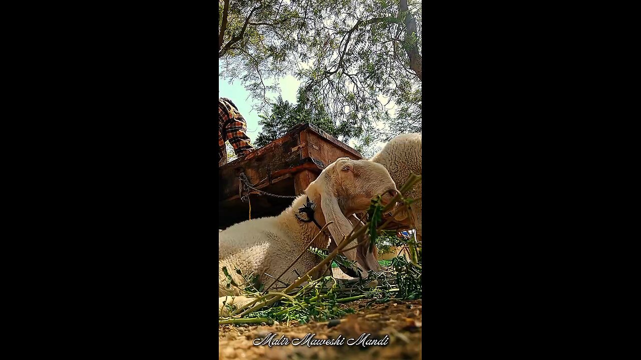 Friends Hidden Secret Behind Bakra Eid Status