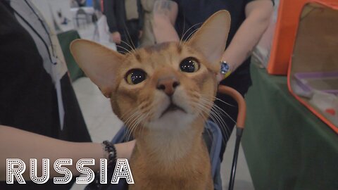 [RU] Moscow: Walking Tour [2025 Winter Cat Show / Panasonic HC-X1600]