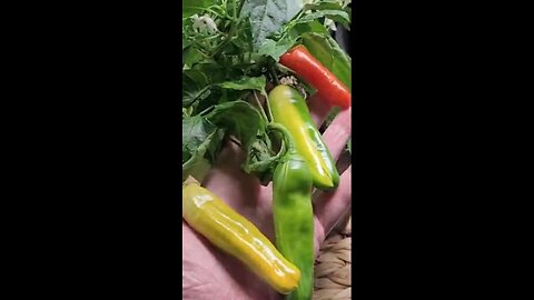 Midwest Candy Sticks Pepper Plant - Sweet With No Heat