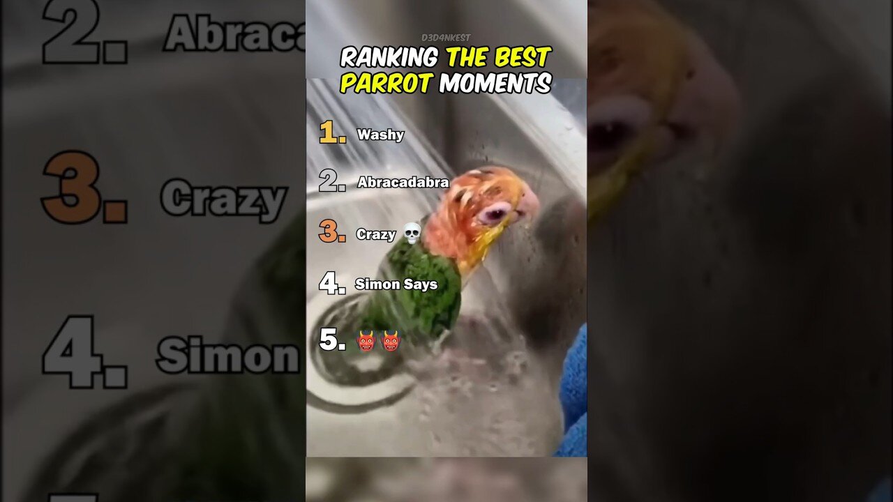 Ranking The Best Parrot Moments