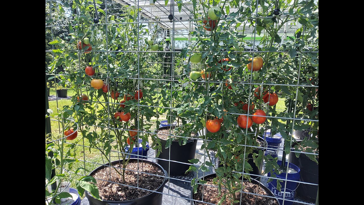 4th Hossinator And Brandywine Tomato Harvest 6/27/25