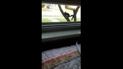 Cookie Cutter The Cat Watching Squirrel, Dbn, MI, 8/1/25