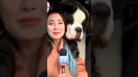 Funny Animals News bloopers #funnyanimals #animals #pets #shorts