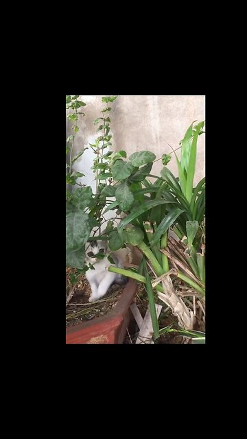 Super cute kitten hide and seek game.