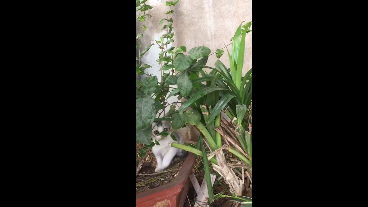 Super cute kitten hide and seek game.