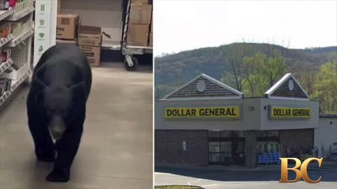 Bear attacks 90-year-old woman during rampage through Dollar General store