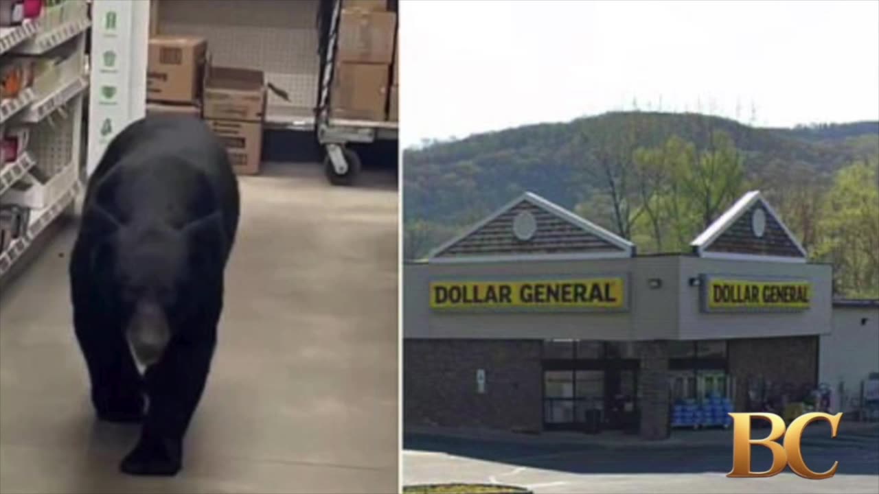 Bear attacks 90-year-old woman during rampage through Dollar General store