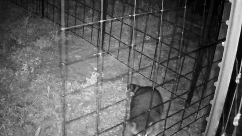 Raccoon fight at the OK Corral