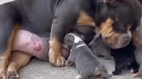 Cute Mom Taking Care of Her Puppy