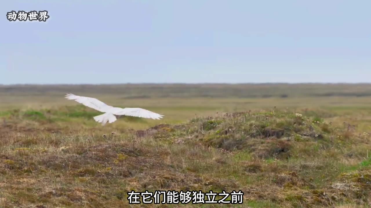 #雪鸮 #父母的伟大 #动物世界