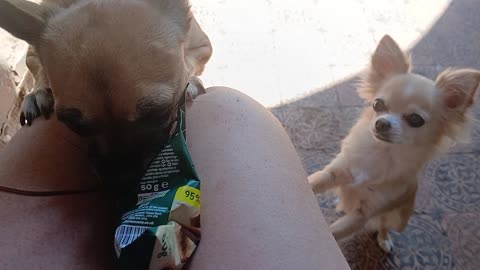 The girls got gifts today