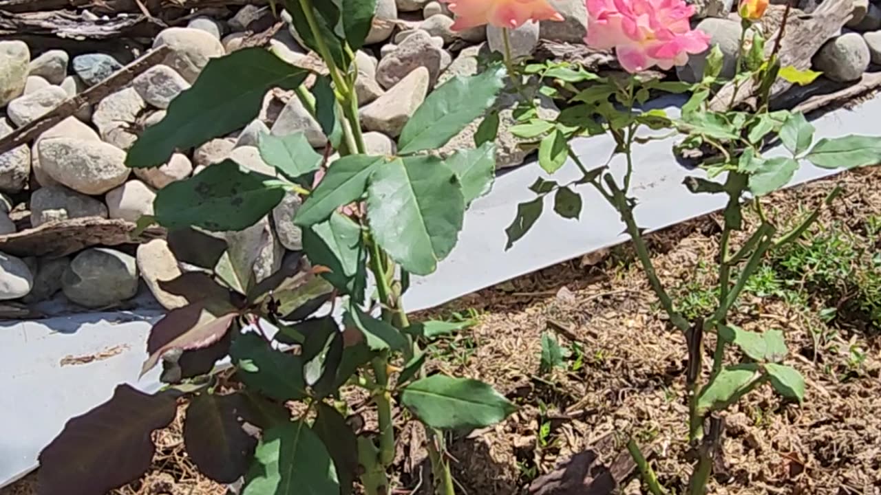 Rio Samba Hybrid Tea Rose
