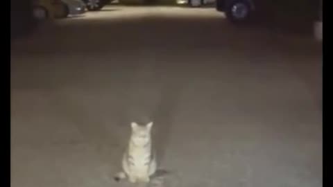 The Cat
