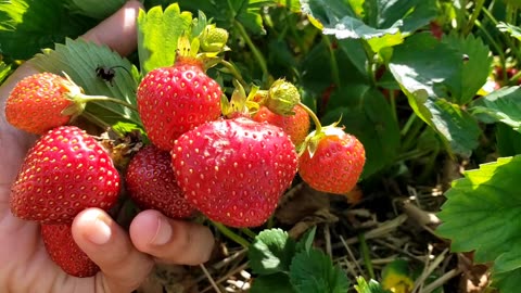 Strawberry pick up season, June 2025